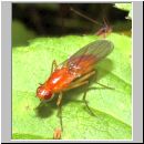 Dryomyza flaveola - Baumfliege 01.jpg